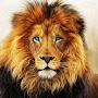 @LionofJudah222