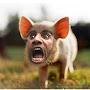 @KIM-das-Schweinchenschlau-UnoO