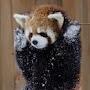 Red Panda