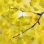 @ginkgobiloba2278