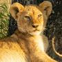 @Sikira_the_lion_cub