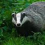 @badger6882