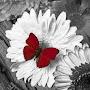 @choukrichoukri4968