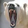 @Trooper23Bear