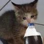 @ILoveBEPIS
