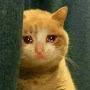 @AutistCat