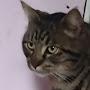@bestcat