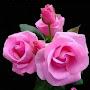 @sudhanpb454