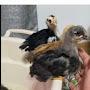 @My_animals_world