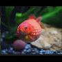 @HmmFish-jq5cm