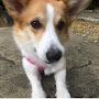 welshcorgi dog