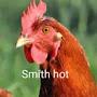 @smith-hot