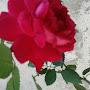 @ramanpreetkaurlitt7738