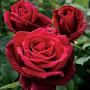 @fatadedic8223