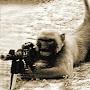 @MonkeyComrnando