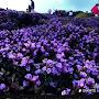 @Neelakurinji161