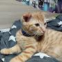 @catslife-g6g