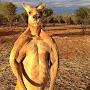 @kangaroobot