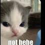 @psychologykitten0