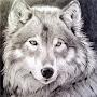 @Wolfen13c