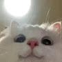 @cofefecat