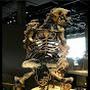 @FossilsFound