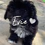 @Evieatyt