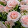 @Ban_Yousif