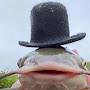 @quibblecod