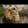 @KingofBeasts-24