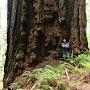 @redwood-reverence