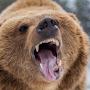 @theevolutionofthebear3093