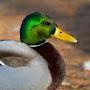 @kingofducks3156
