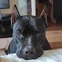 @pitbullstaffordshirepower5569
