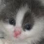 @starfishkittensrescue755