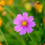 @flower-the-earth