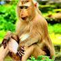 @MonkeyAI2024