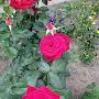 @kfjcafthll4791