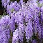 @Wisteria-o2e