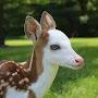 @alihamdan7993