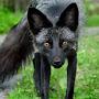 @CanadianFOX
