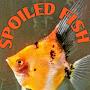 @spoiledfish6643