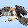 @Hawkman486