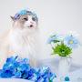@ragdoll_parfait