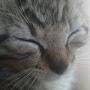 @gamercat_kitten755