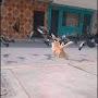 @Satria-vm9ui