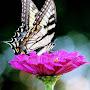 @chasingbutterflies2sn748