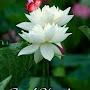 @revathirevathi8303