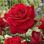 @mofazzalsikder1930