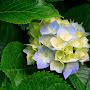 @wahmfarad2719